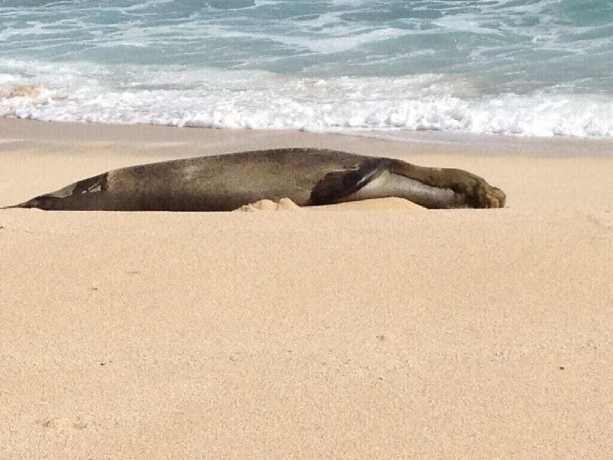 The Perfect Family Destination Βίλα Kahuku Εξωτερικό φωτογραφία